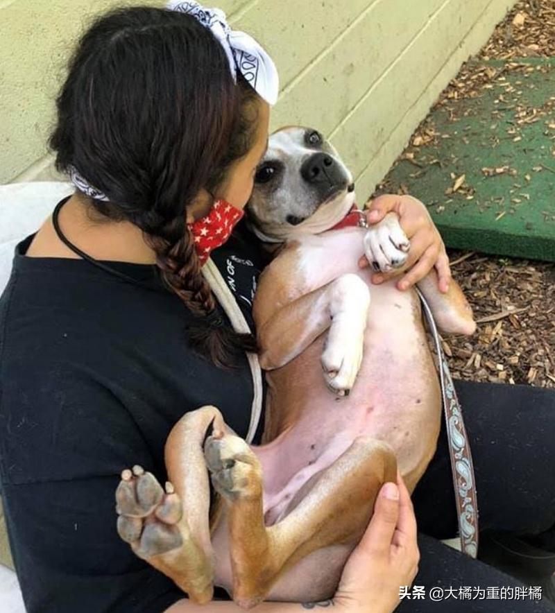 比特犬收容所关卡,比特犬被主人遗弃的后续