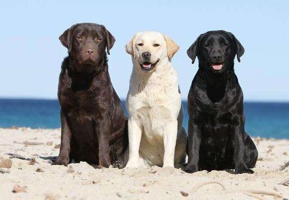 拉布拉多为什么不建议养黑色的,拉布拉多黑色性格好吗