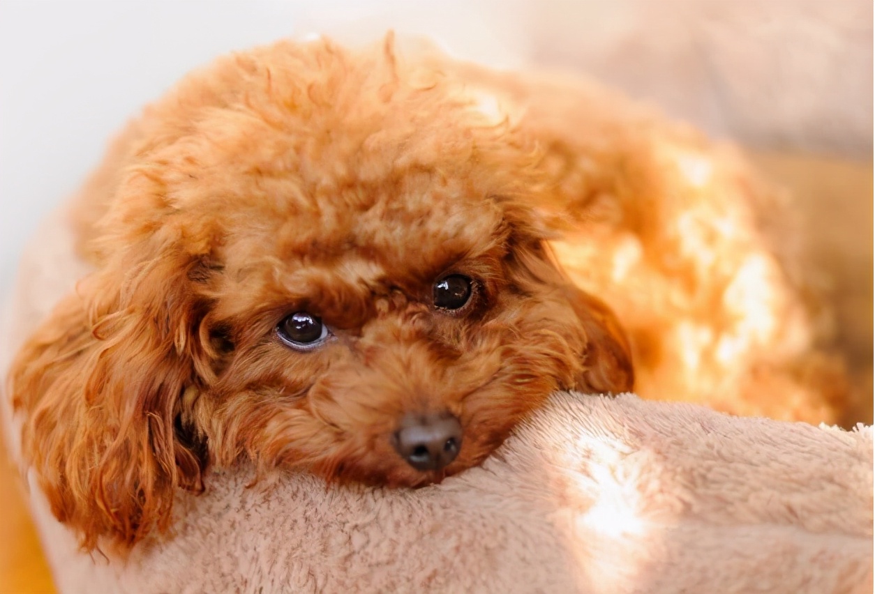 可能买到假狗吗,怎么区别泰迪狗纯不纯