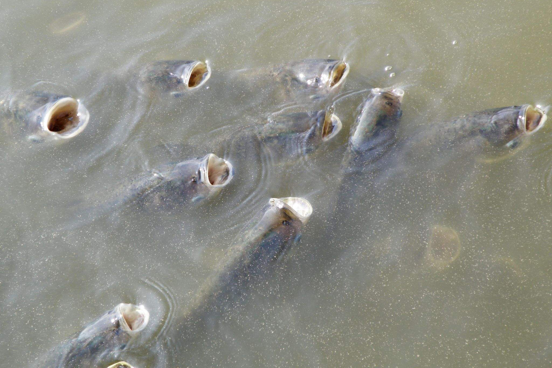 黑坑消毒后鱼不开口怎么钓,春季钓黑坑鱼不开口是什么原因
