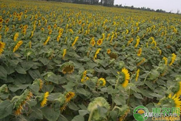 葵花籽最新成交价格本周播报,葵花籽粕价格行情今日报价查询