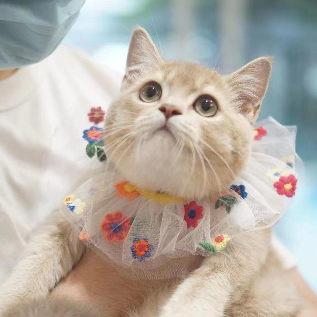 菲尔顿宠物诊所怎么加盟,菲尔顿宠物加盟