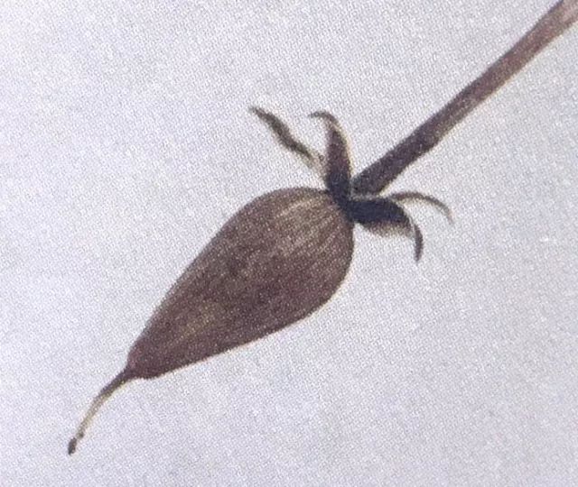 喇叭花的生活习性和怎样开花的,观察一朵花是怎样开花的