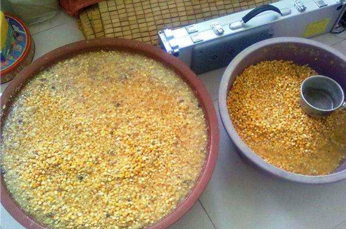 玉米一年四季都可以钓鱼吗,玉米为什么不能钓鱼