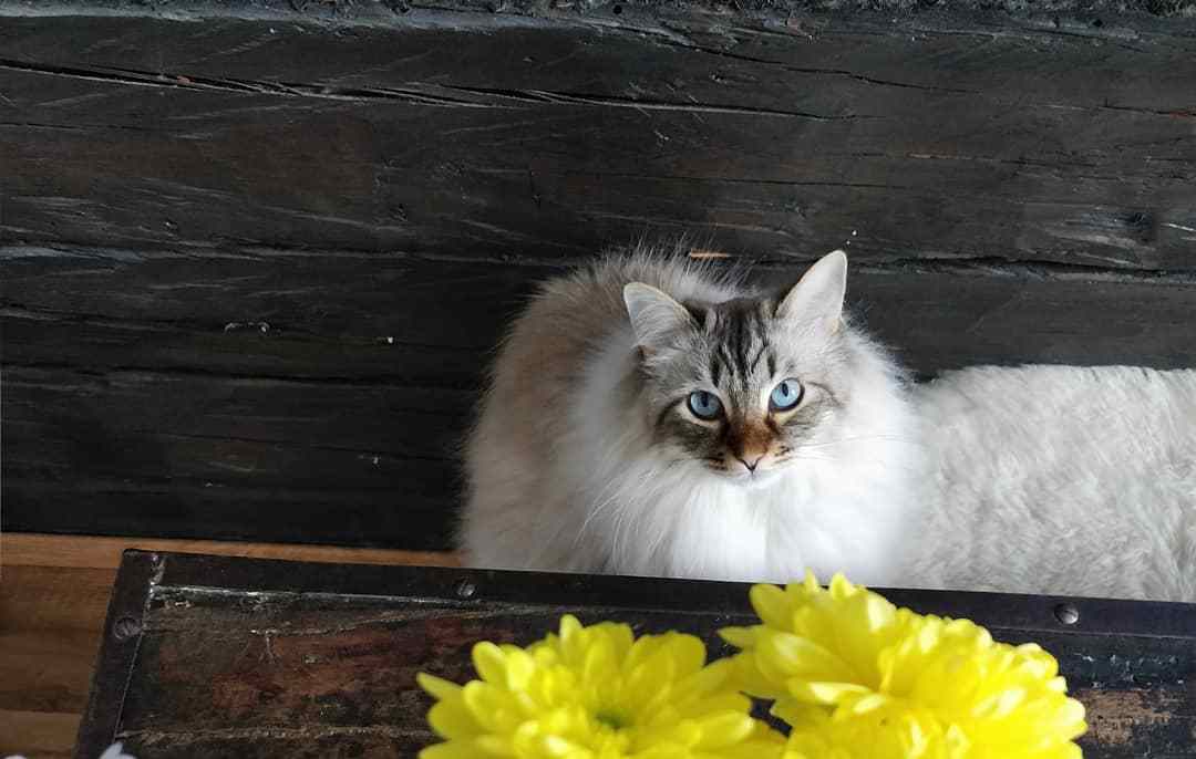 家猫得了尿闭症,家里的猫尿血吃什么药