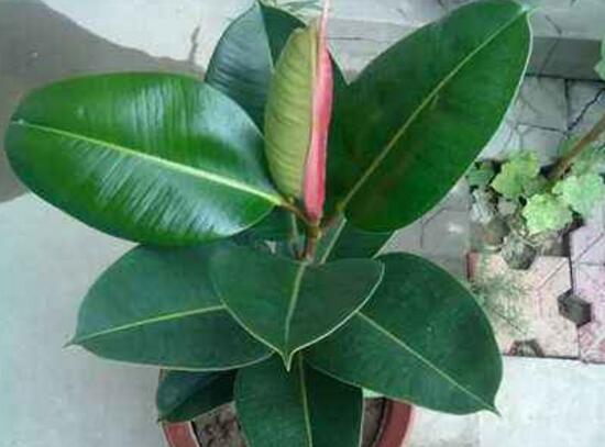 橡皮树烂根什么原因,橡皮树烂根怎么办