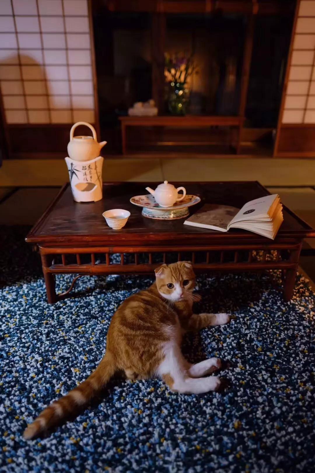 一人一茶一猫陪伴的时光,一人一茶一猫