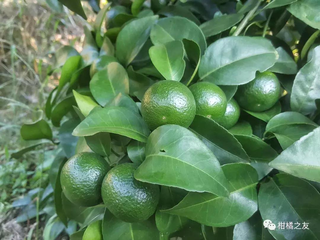 想要柑橘甜又美全年得补硼钙镁,想要柑橘膨大得快用什么肥料