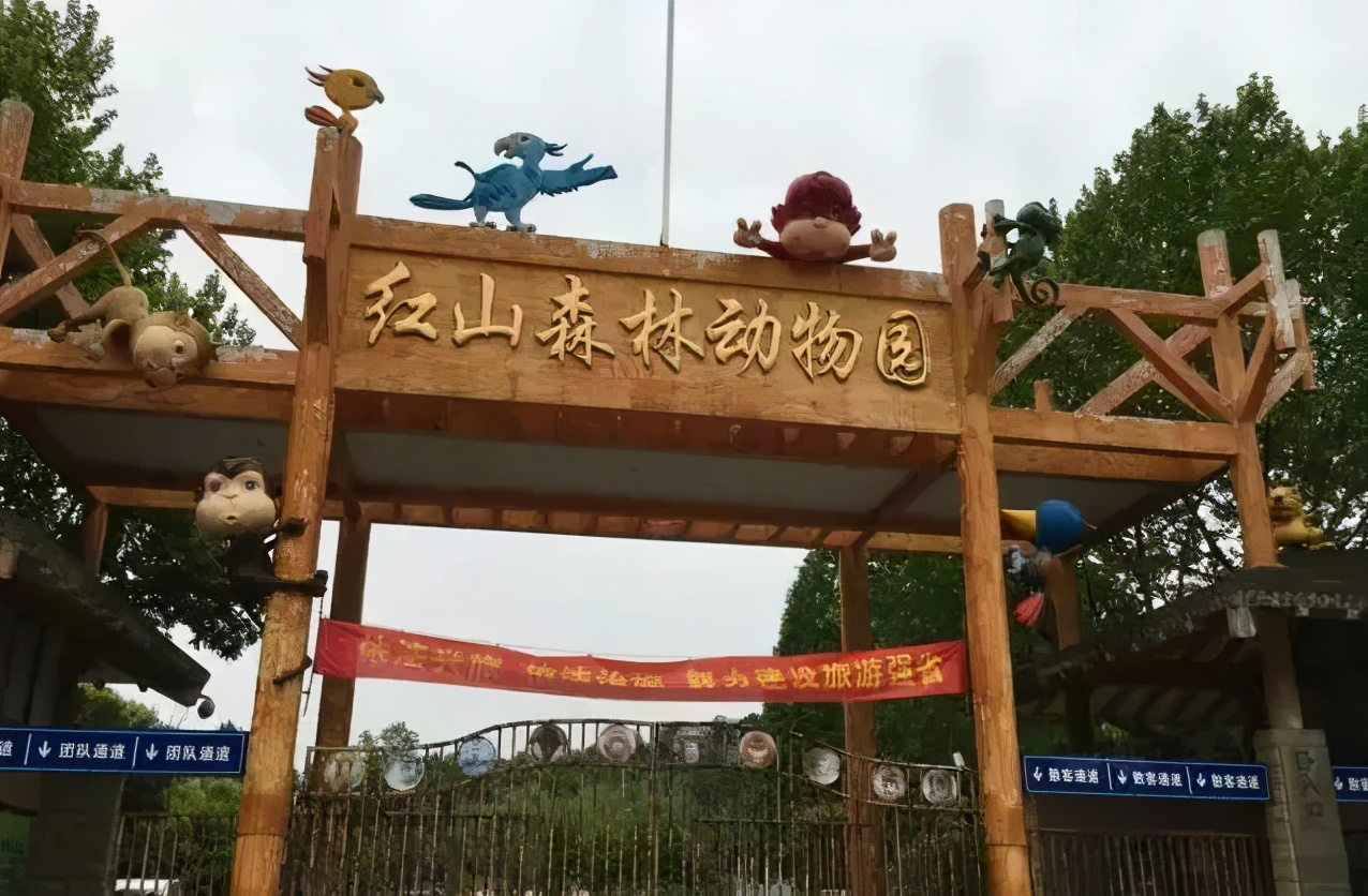 有多少南京人，获得过猫头鹰的祝福