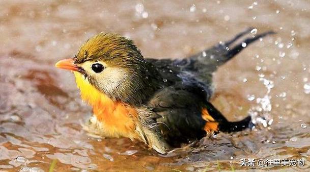 宠物鸟的饲养方法大全,养宠物鸟吃什么调理