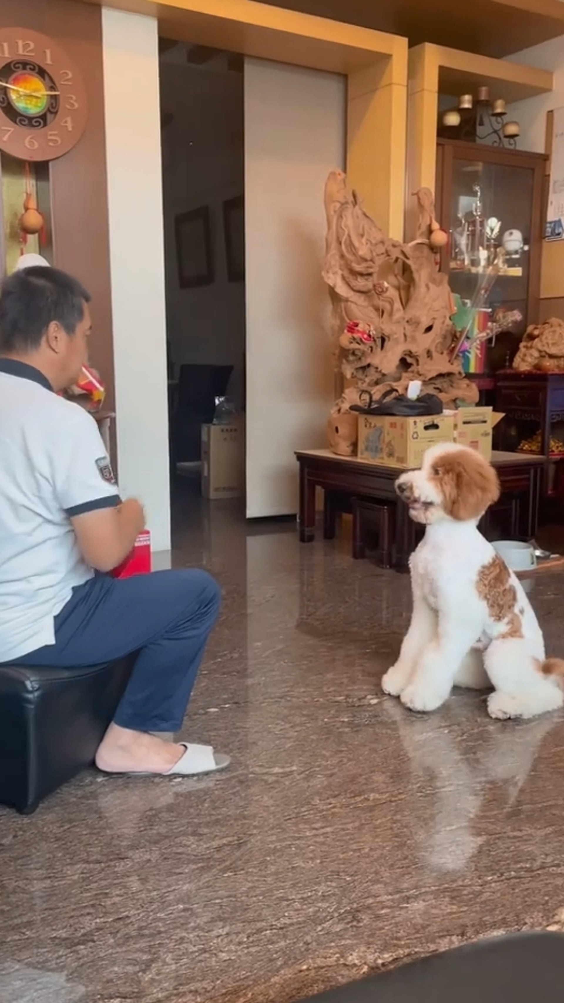 巨型贵宾犬发狂,巨型贵宾犬在家乱叫