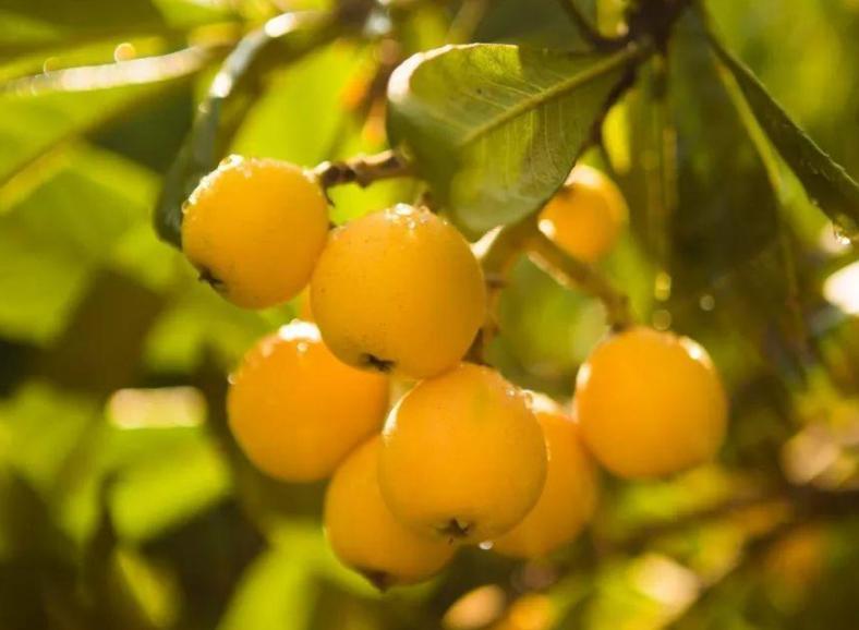 五月枇杷黄似橘诗句,五月枇杷黄似橘原文