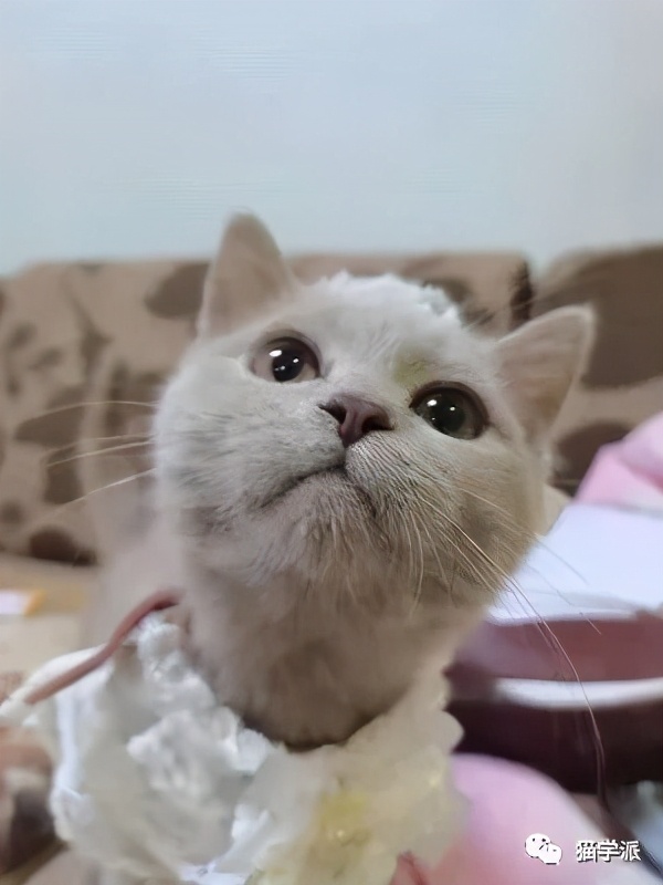 猫增加食欲,猫饿瘦的只剩骨头怎么给他增肥