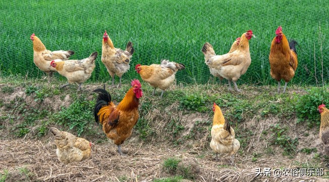 鸡蛋总是被鸡偷吃,鸡蛋老是被黄鼠狼偷怎么办