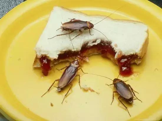 处理厨余垃圾的虫子,可以清理厨余垃圾的虫子