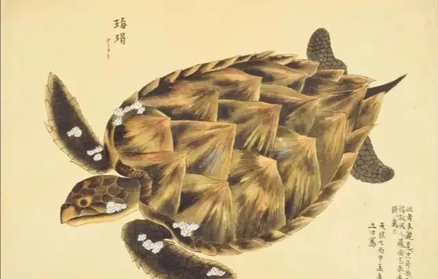 玳瑁玄武,玳瑁是四大圣兽