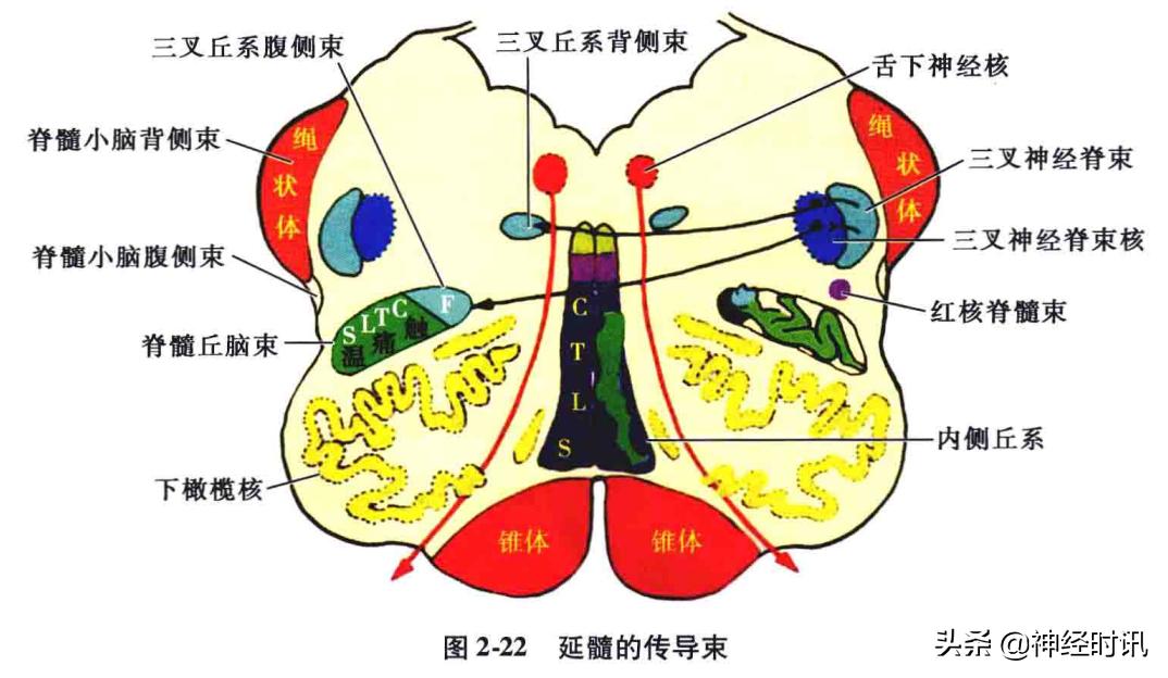 脑干解剖,脑干神经解剖