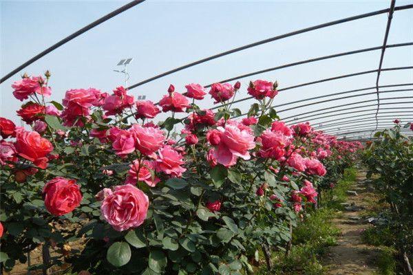 买花的正确方法和技巧,买花前的十大技巧