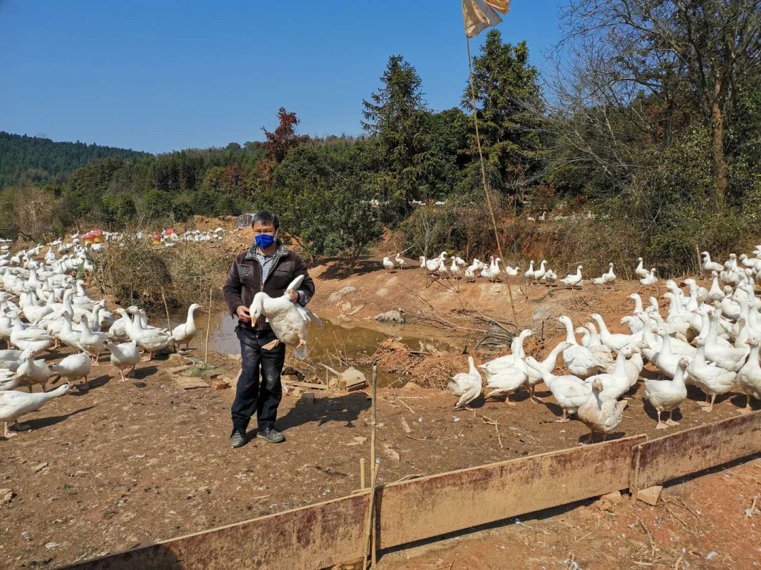 四千只河滩散养大鹅滞销,神政桥卖鸡鸭