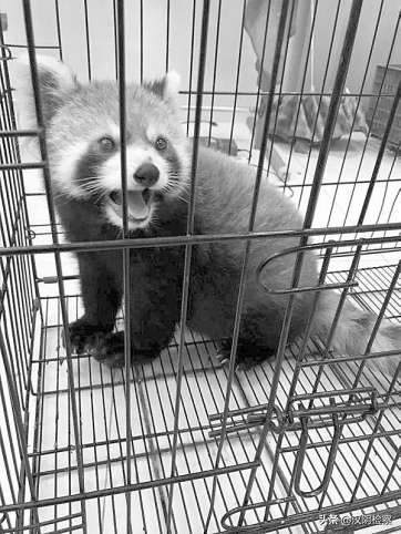 被没收的野生动物怎么处理,被没收的野生动物