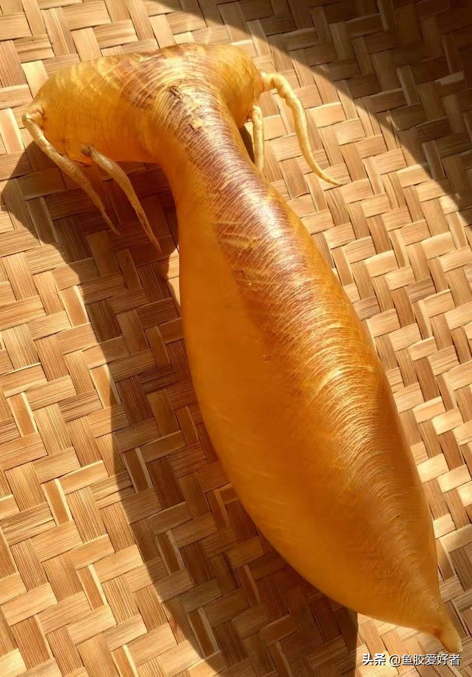 不建议入手的鱼胶,买鱼胶时问商家哪些问题