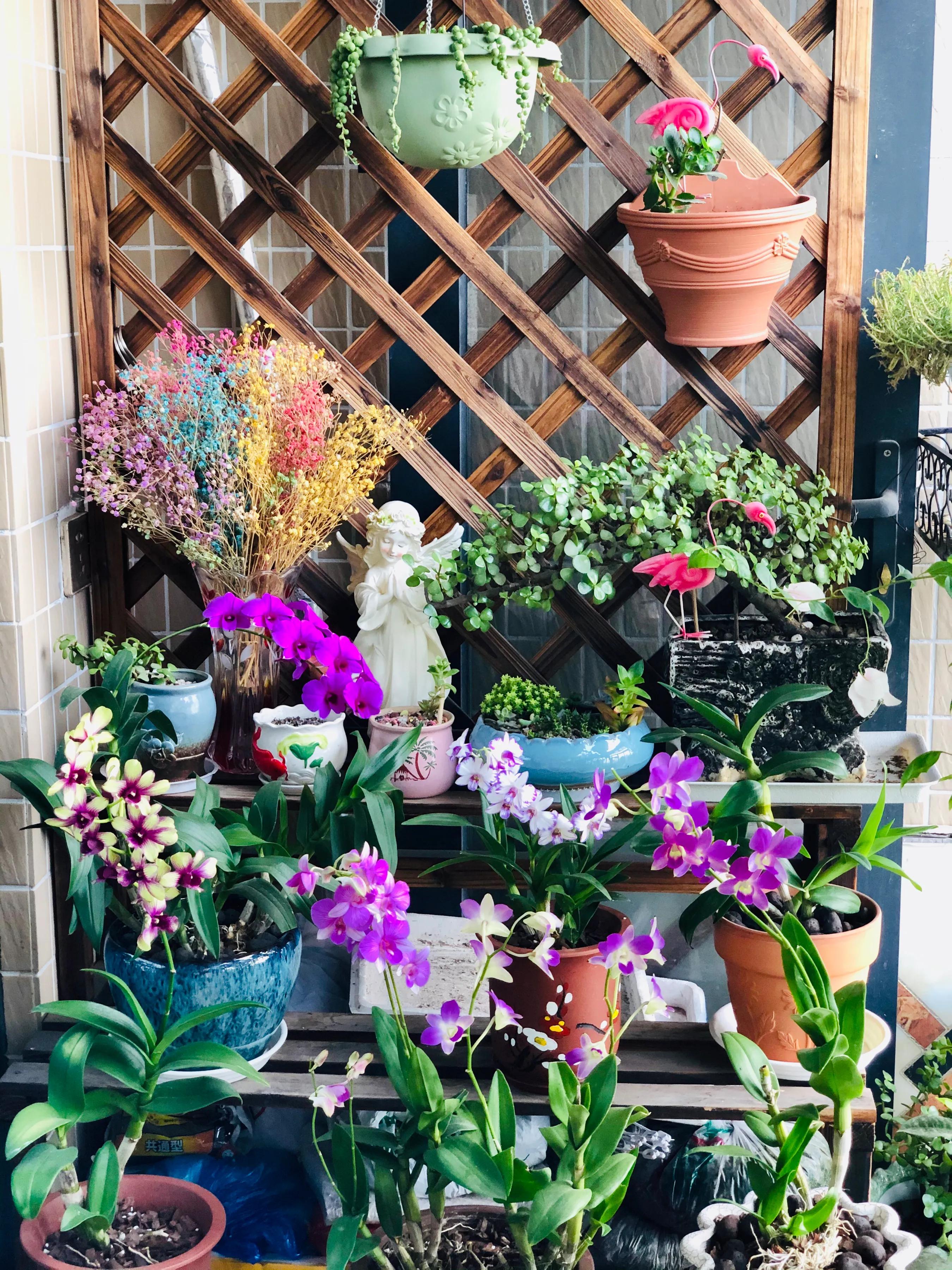 蝴蝶石斛兰怎么养,盆栽里长得像蝴蝶花的是什么花