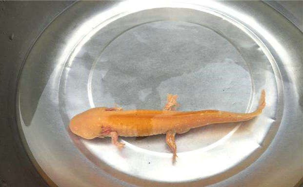 男子钓鱼时发现一条野生娃娃鱼,男子河边钓到娃娃鱼