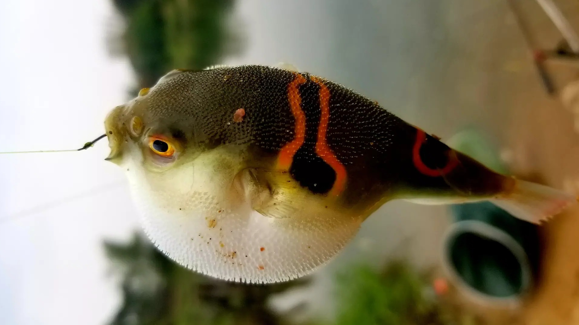 7号钓鱼钩子选择,钓钩7号跟12号怎么选