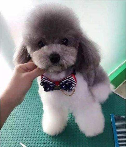 什么颜色的泰迪犬最贵最好,泰迪犬哪种颜色最好看