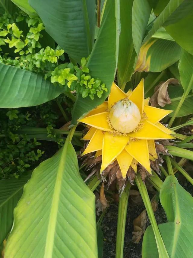 开花形状奇特的植物,一朵花开好久的植物