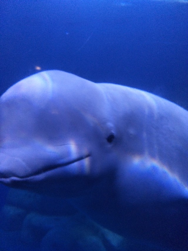 抚顺皇家海洋乐园冲浪馆图片,抚顺皇家极地海洋乐园视频