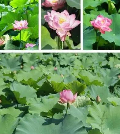 唐山特色旅游区,唐山榛子镇美丽乡村