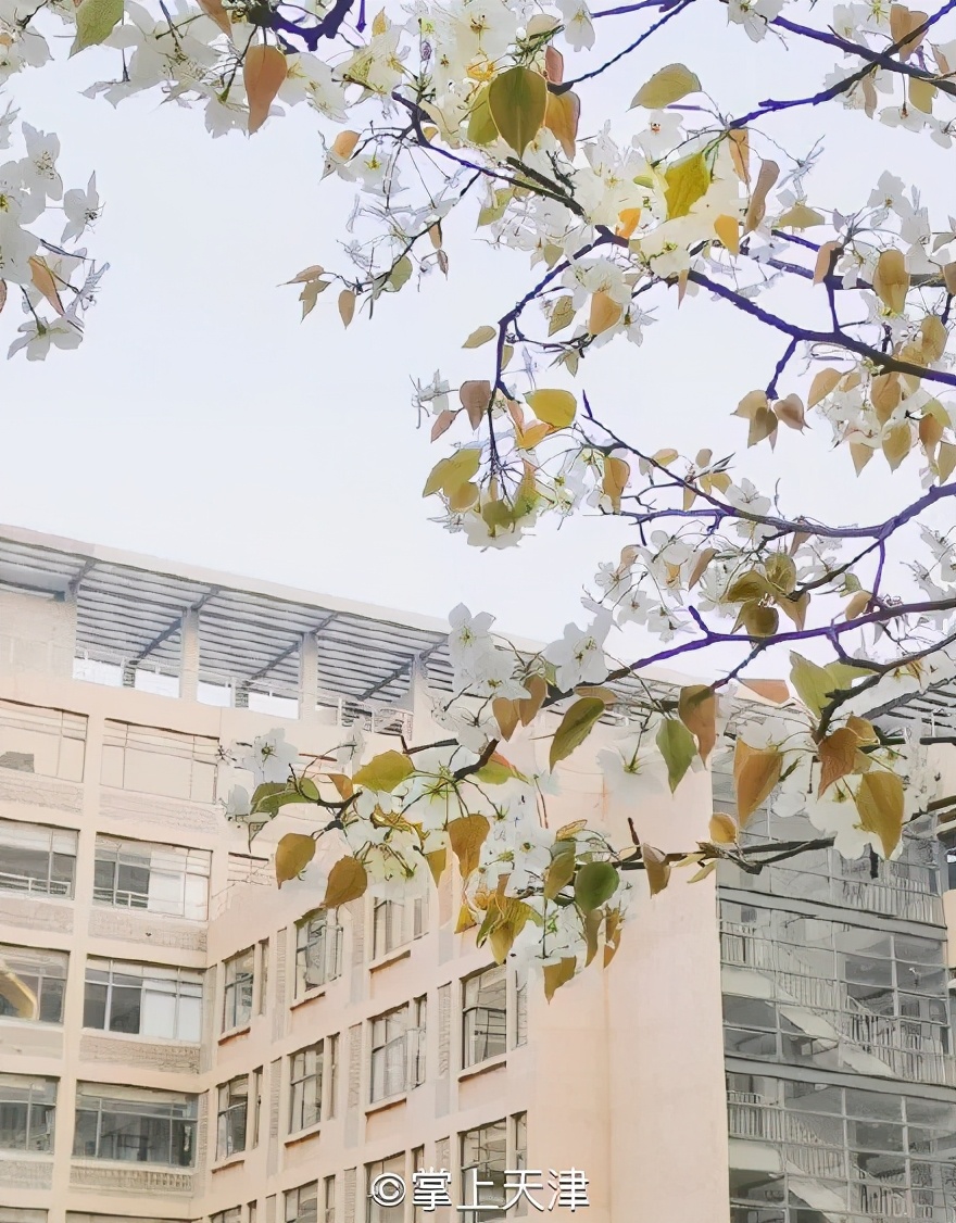 天津中学三甲,天津中学排名2020完整版