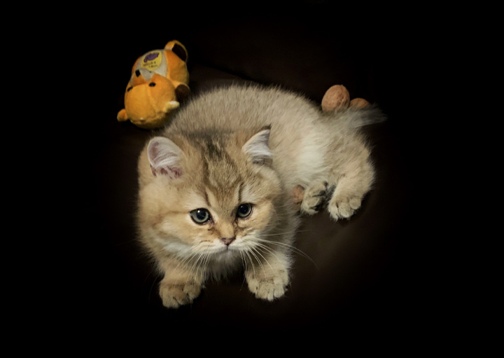 在米拍聚众吸猫吸狗是一种怎样的体验？