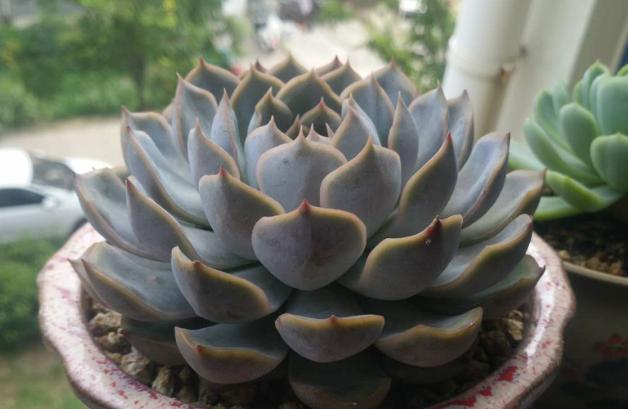 多肉叶子变软了蔫蔫的怎么救活,多肉叶子发软打蔫儿怎么处理