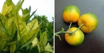 柑橘病虫害最新防治技术,柑橘病虫害详解视频教程