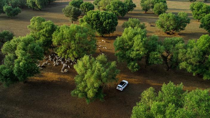 试驾起亚智跑ACE，地表最强1.5T发动机，真的超乎想象？