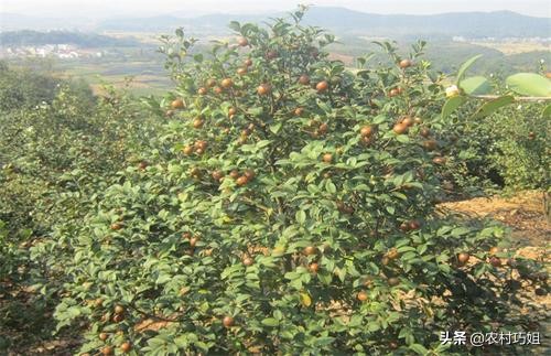 油茶整枝技术视频,油茶苗种植前三年的整枝修剪方法