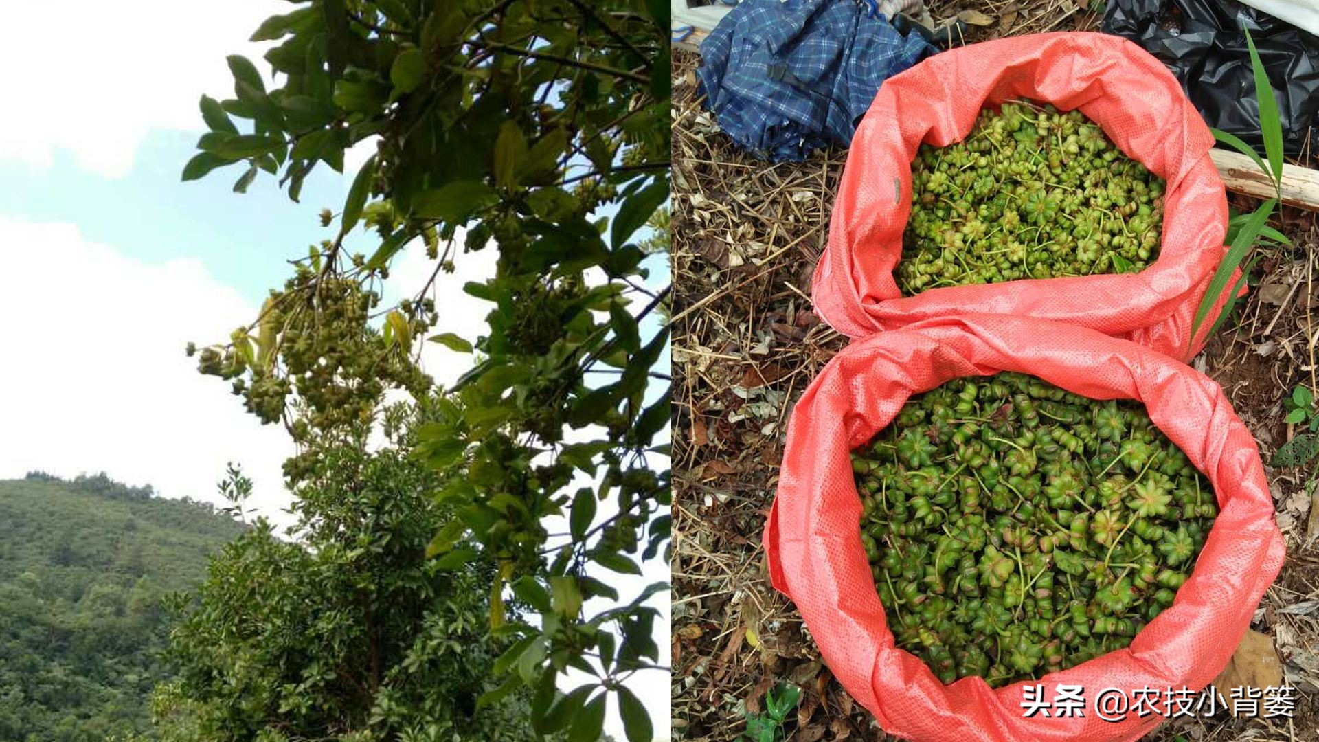 八角的种植条件及技术要点有哪些,八角种植要么不种要么精种