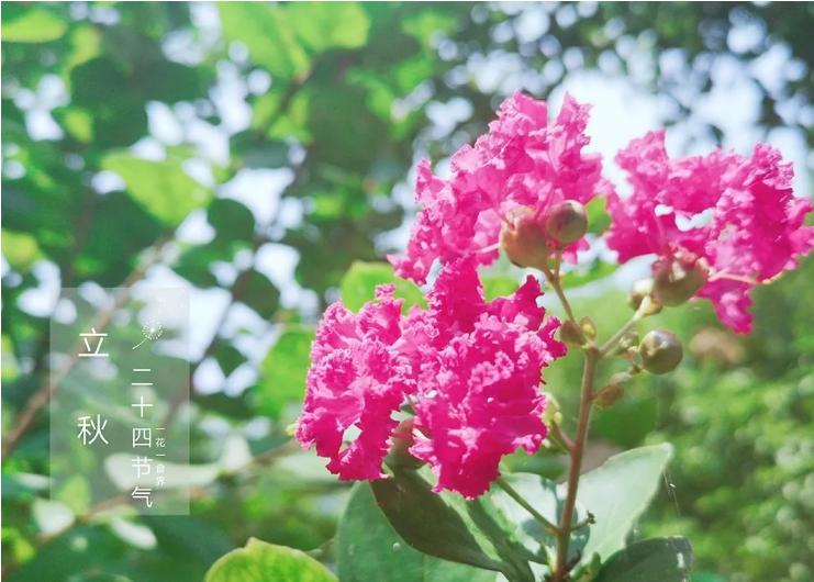 二十四节气之立秋手抄报,二十四节气之立秋茅台