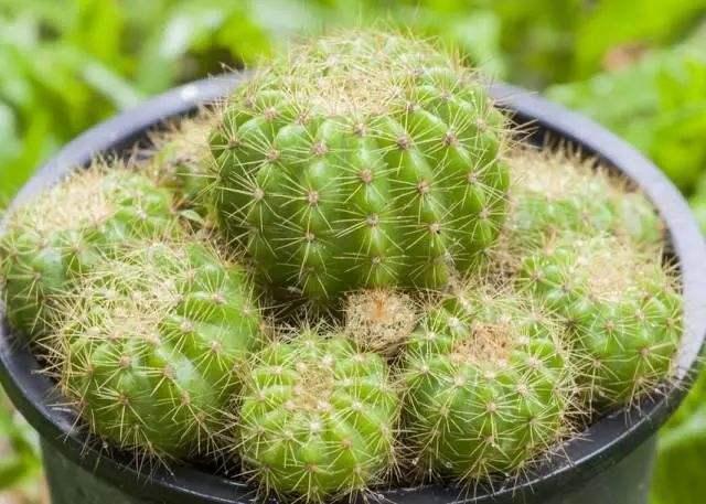 仙人球夏季养护注意事项,仙人球老是烂根怎么办