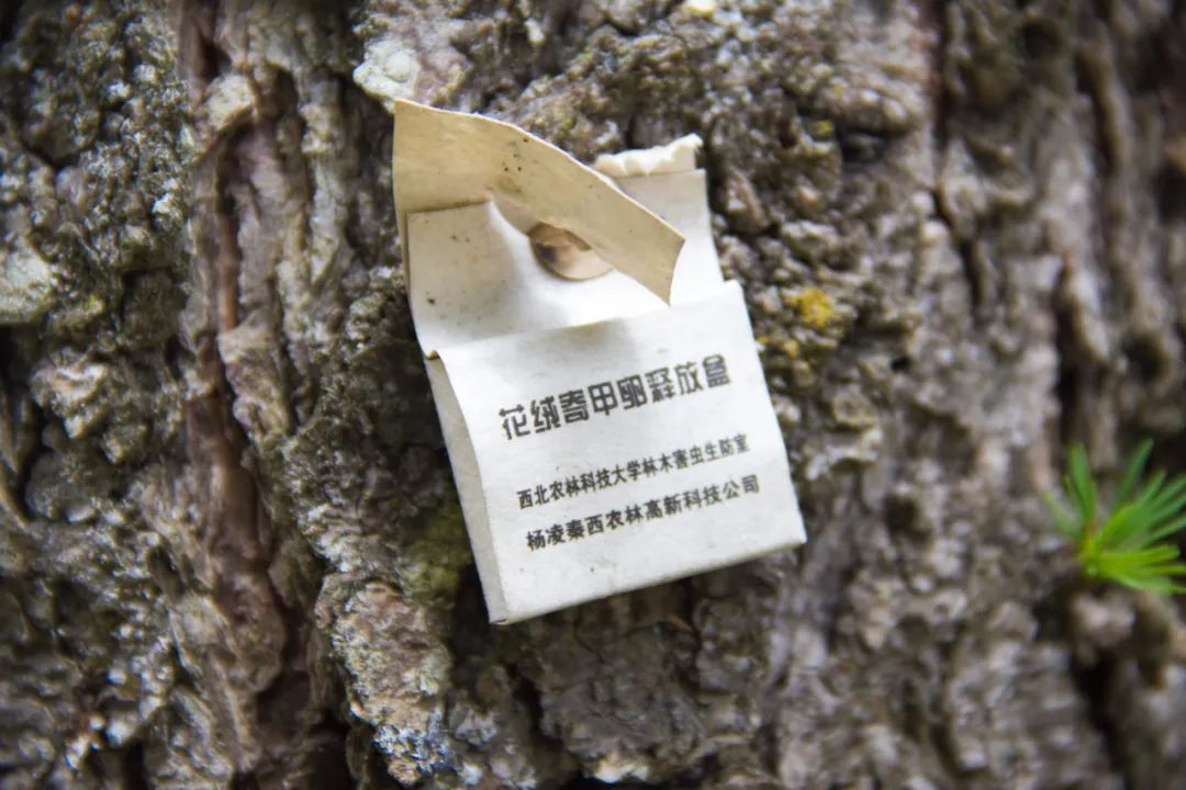 秦岭光头山至鹿角梁穿越路线,秦岭西观音山徒步登山路线攻略