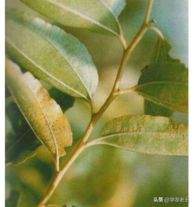 枣树采后巧管理，来年挂果笑呵呵！教你施肥、清园、防治病虫