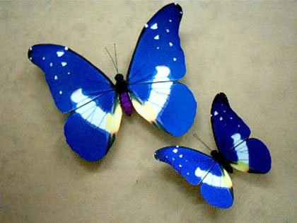 世界上的各种蝴蝶,为什么世界上有五彩斑斓的蝴蝶