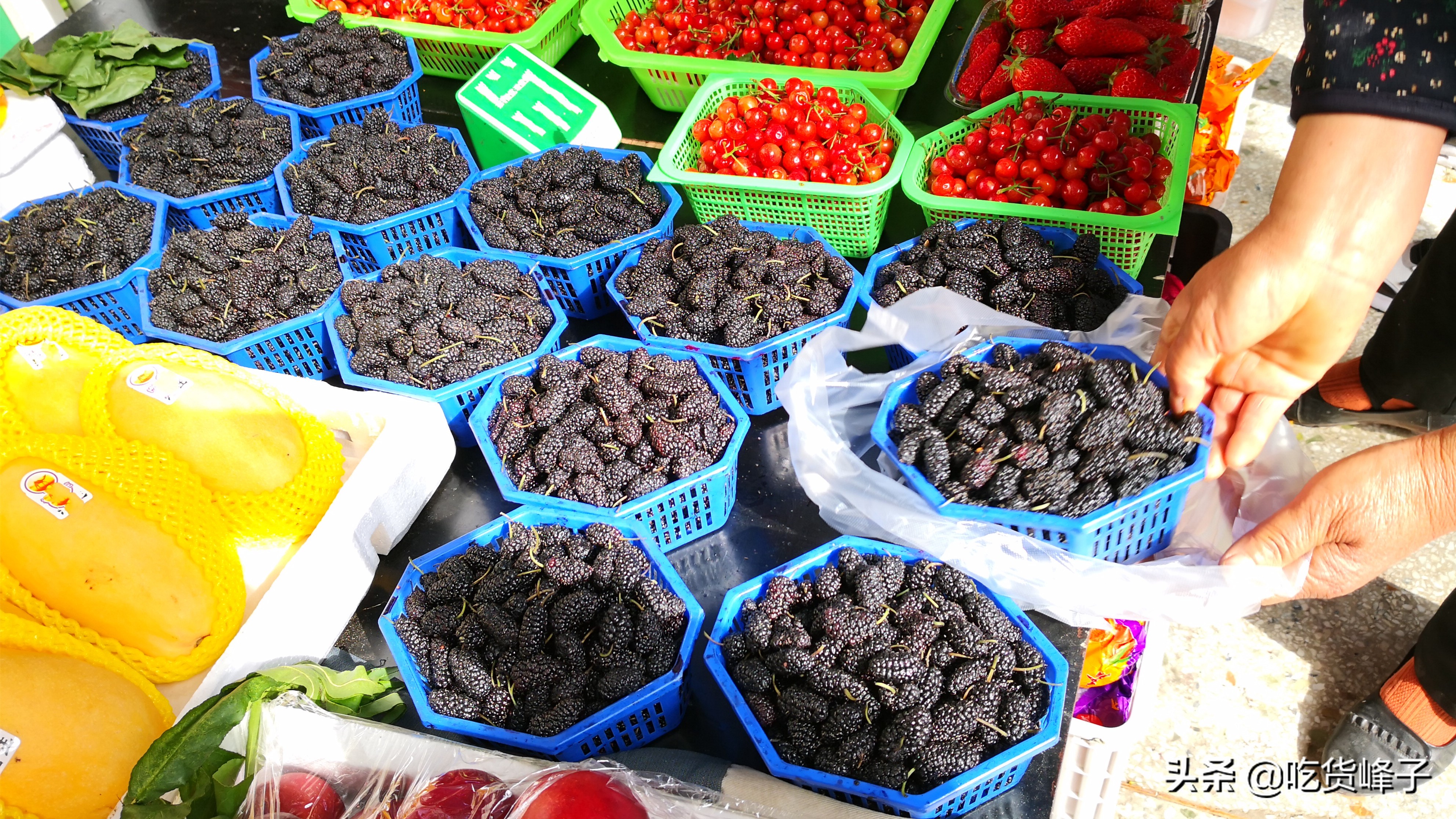 吃桑葚怎么洗才没有虫子,只用清水洗桑葚