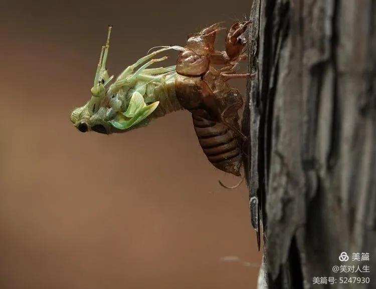 金蝉什么时间退壳,金蝉怎么延迟脱壳