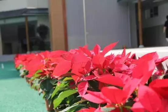 东城根街小学b区是不是学区,东城根街小学好还是石笋街小学好