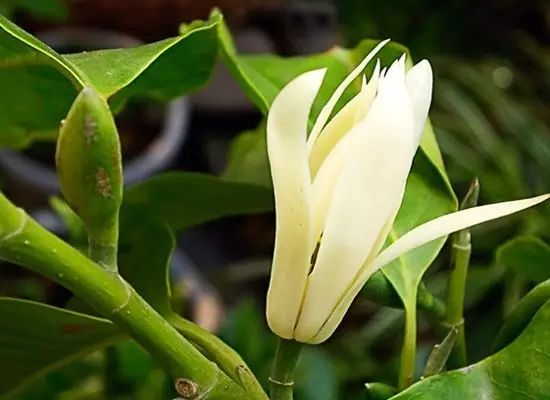 北方喜阴的室内植物花卉有哪些,喜阴耐寒的室外花卉植物有哪些