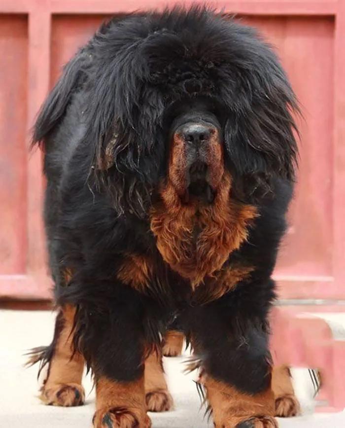 中华田园犬12个品种图哪个好,中华田园犬12个品种都是哪些