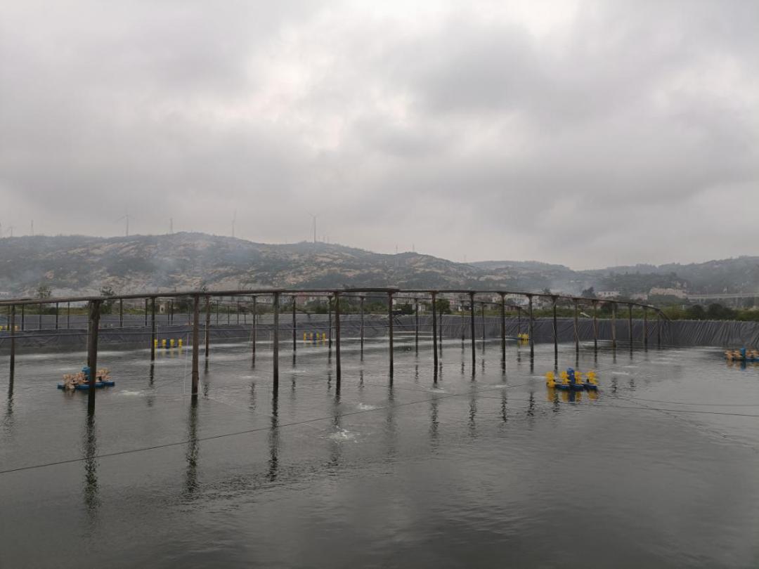 2019南美白对虾养殖形势,2021南美白对虾病害